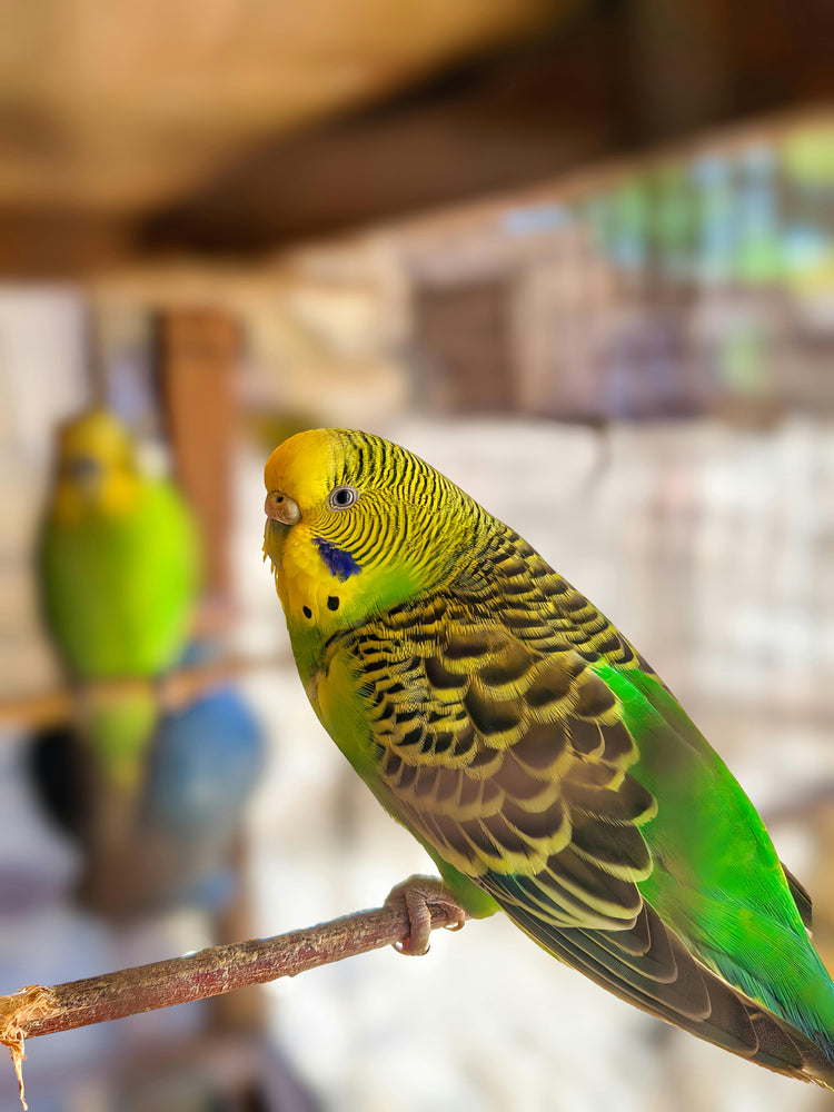 Birds ποΈπ - MonortPaws Store
