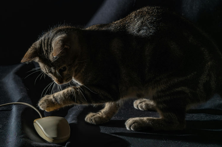 Cats π±β¨ - MonortPaws Store