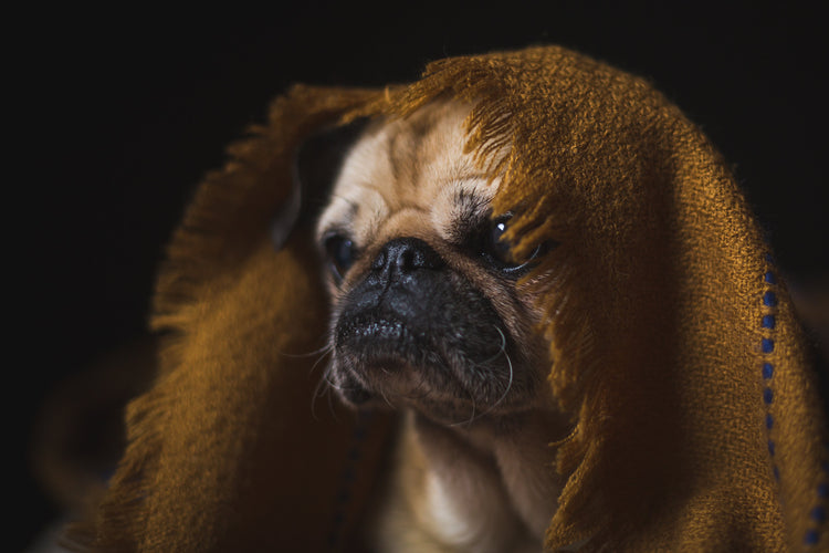 Dogs πΆ - MonortPaws Store