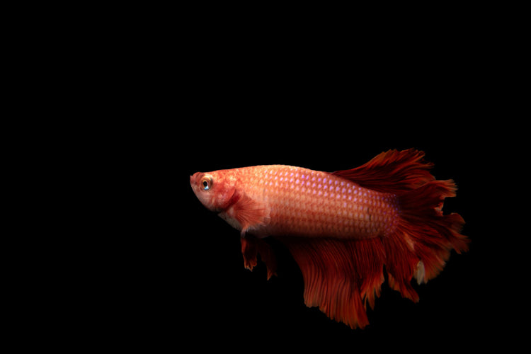 Fish π π - MonortPaws Store