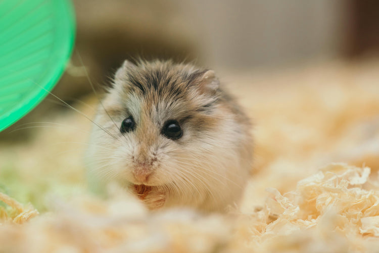 Small Animals πΉπ€ - MonortPaws Store