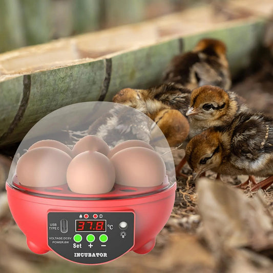Automatic Digital Poultry Ing Machine, Automatic Egg Turner Temperature Control Small 6 Egg Incubator for Chicken Ducks Quail Red - MonortPaws Store