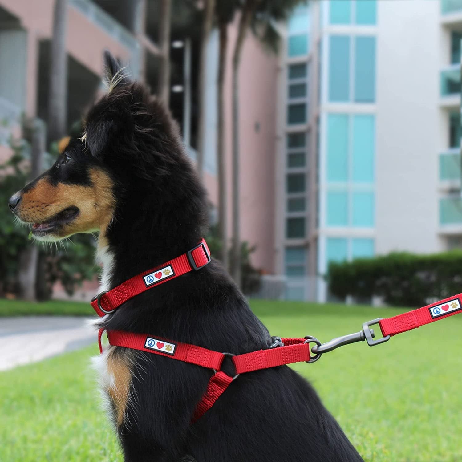 Dog Collar for Large Dogs Adjustable Dog Collar Heavy Duty Waterproof Collars for Dogs with Quick - Release Buckle - Green Dog Collar for Large Breeds - MonortPaws Store
