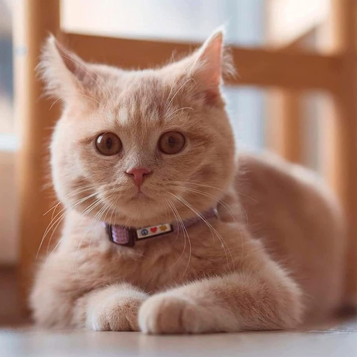 Reflective Cat Collar with Safety Buckle and Removable Bell Cat Collar Kitten Collar Teal Cat Collar One Size - MonortPaws Store