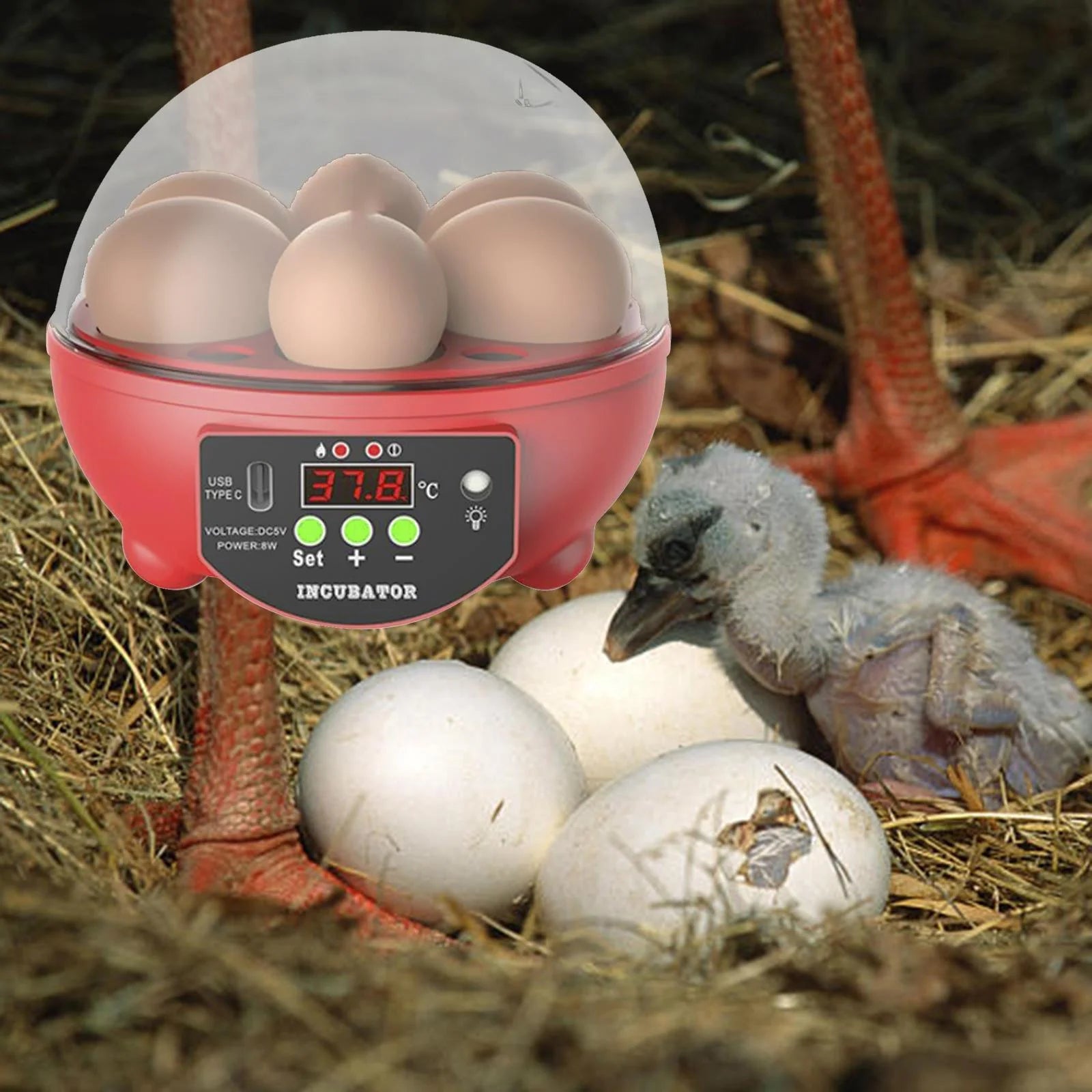 Automatic Digital Poultry Ing Machine, Automatic Egg Turner Temperature Control Small 6 Egg Incubator for Chicken Ducks Quail Red - MonortPaws Store